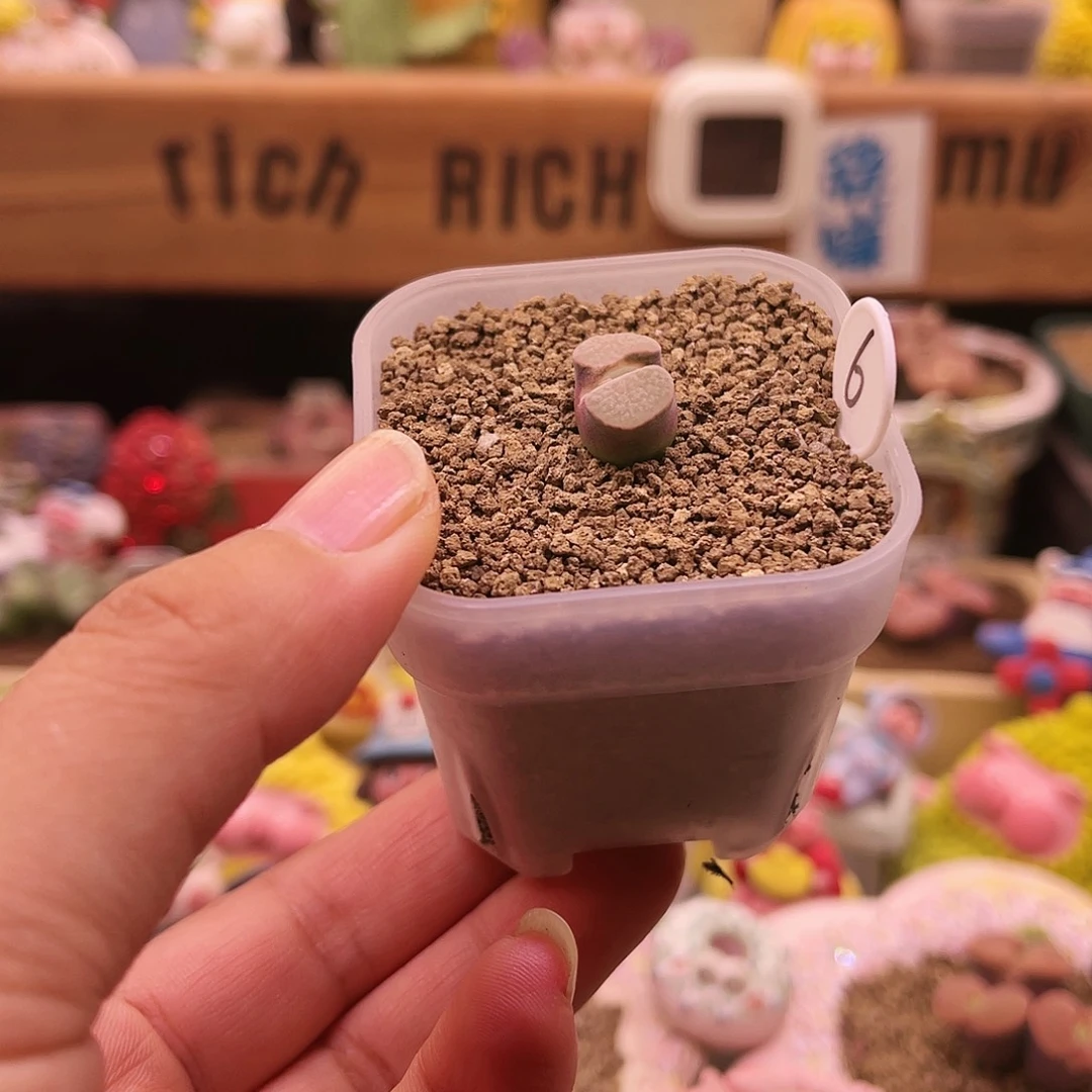 白窗紫体banke磁铁