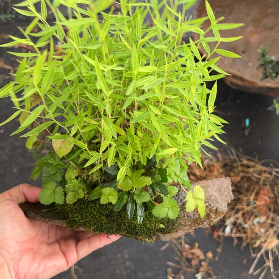 无花朵鹃*舞日本山野草