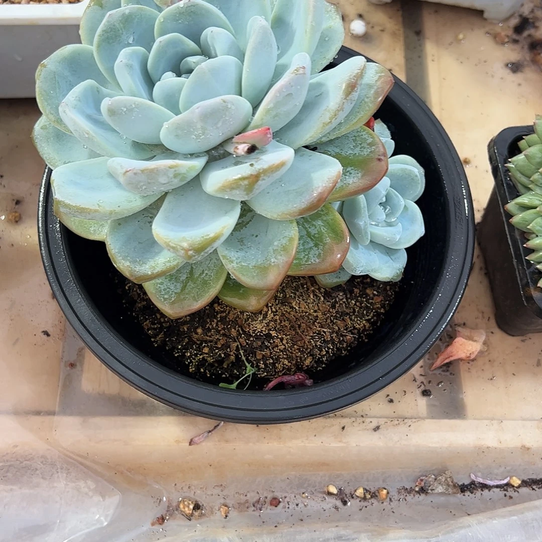 愚***鹤冰玉大单多肉植物