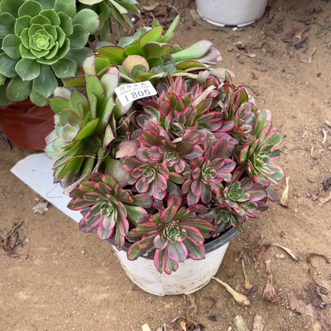 805安娜多肉法师断枝不包