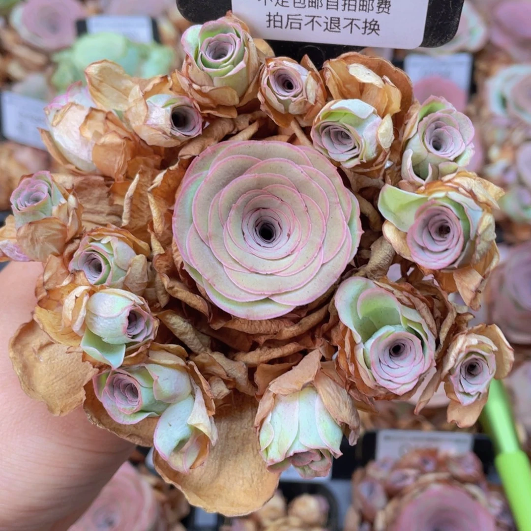 山地玫瑰C518裸根发货断枝不包损不售后