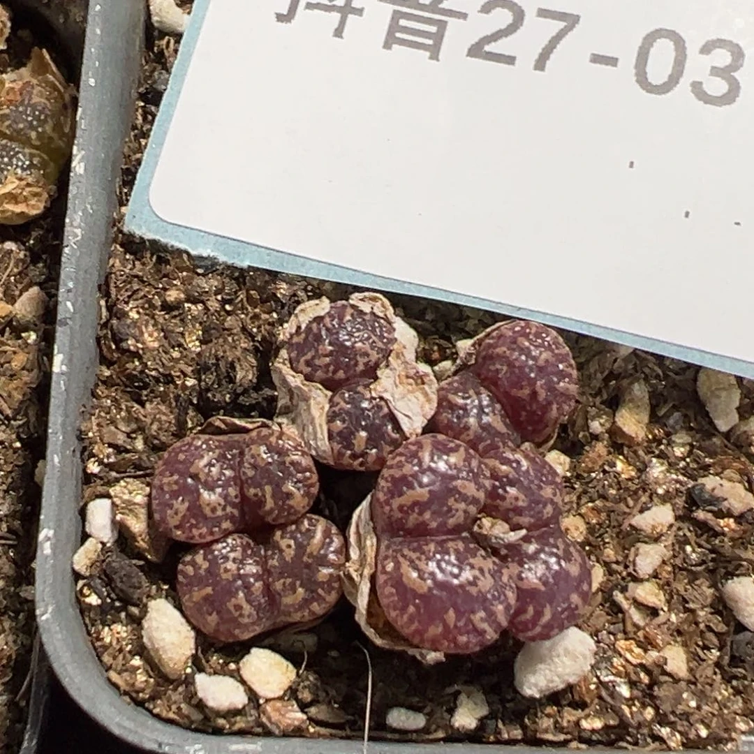 27-03肉锥多肉植物