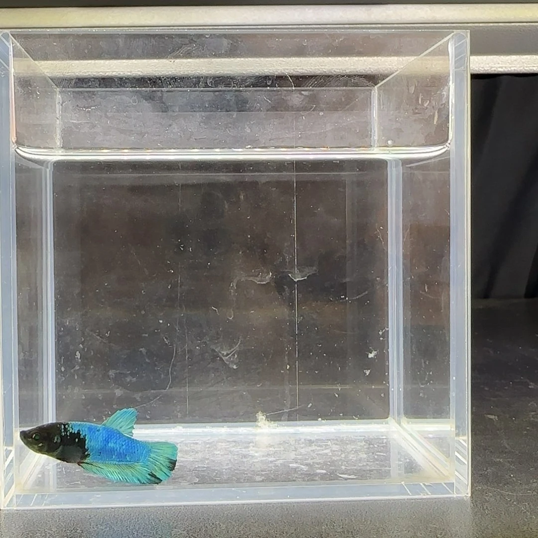 绿魔蓝色黑色尾巴