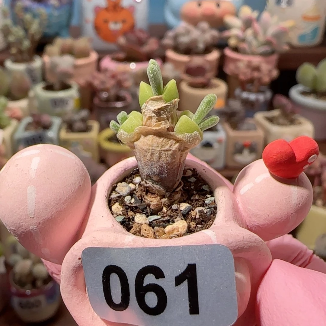 可爱兔子 盆口2cm