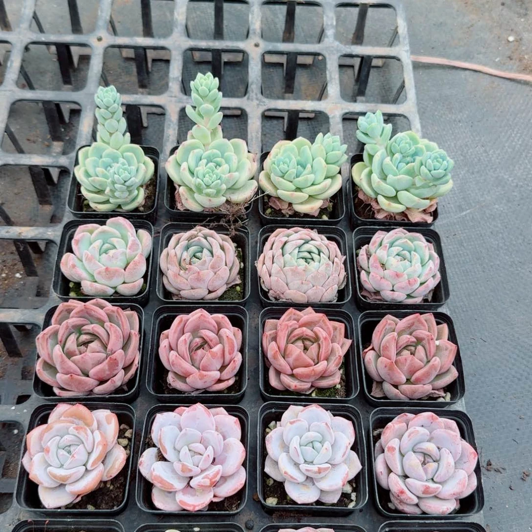 多肉杂交二十颗量拍19-9