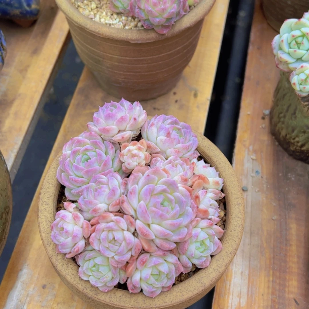 象*新品，多肉植物