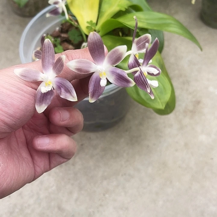 大部分开放少量花苞盾花超级紫 有香 瑕疵