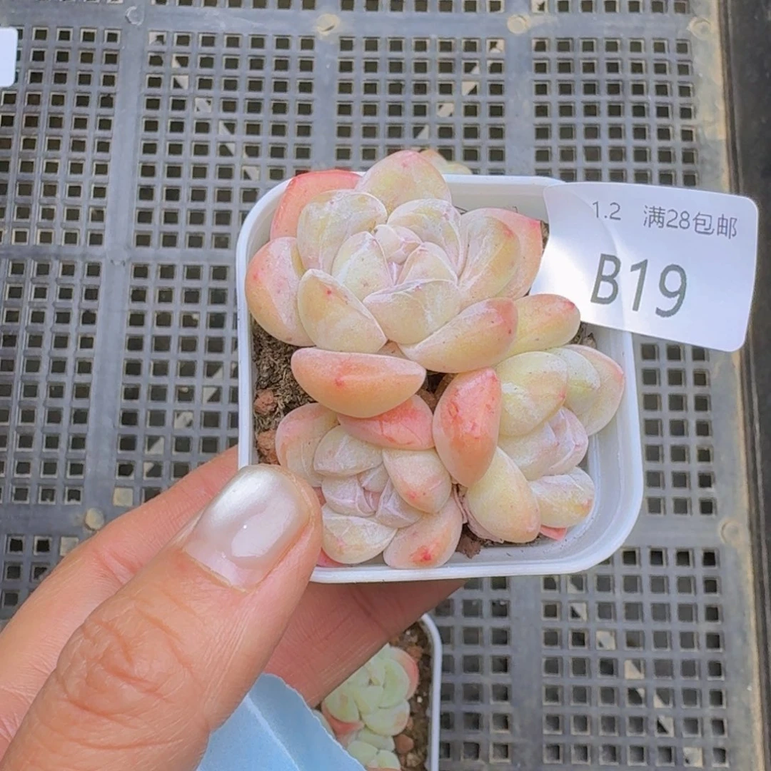 粉冰玉一颗带盆发货3头