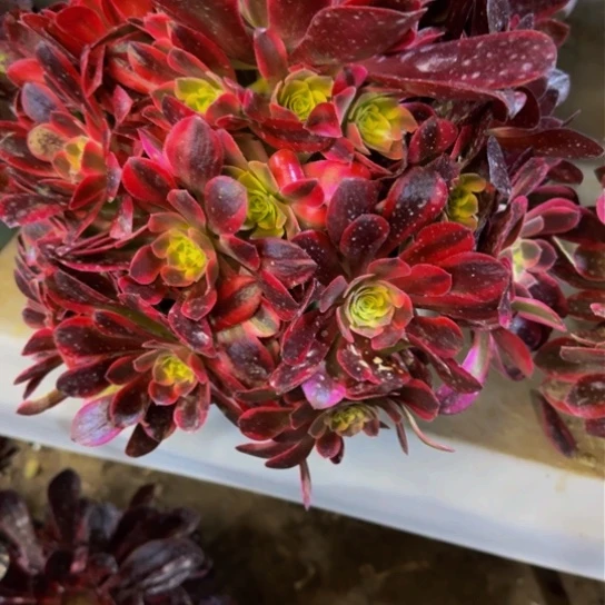 凤冠15.99加急发明天早上