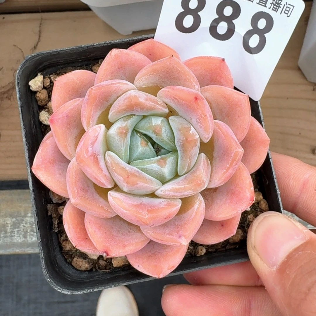 福利         多肉植物