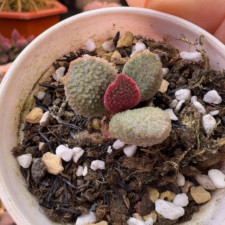 *****我也不知道我为什么要