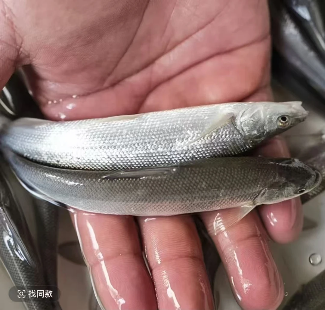 活体鱼四川银鳕鱼观赏水族淡水饲养