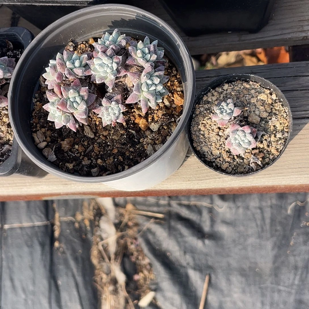 格诺玛白菊仙女杯