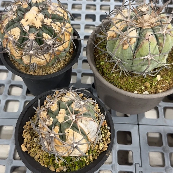 是***…无花朵是个孩子啊专拍