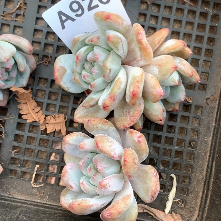 石榴籽石化两颗A926号