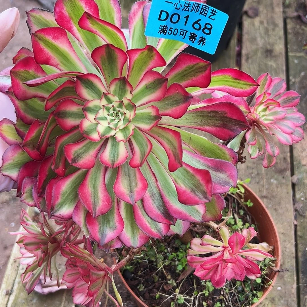 多肉植物多肉植物0168