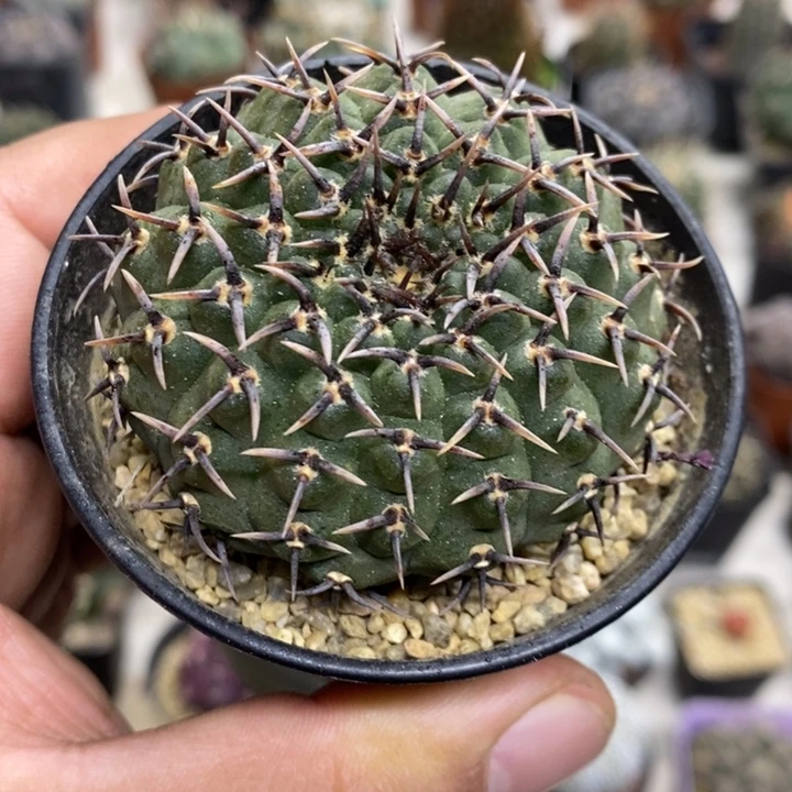 实生黑刺凤头特价