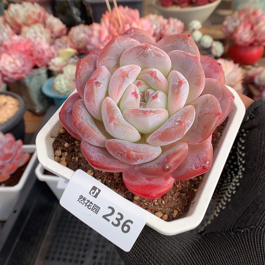 236糖心多肉植物666
