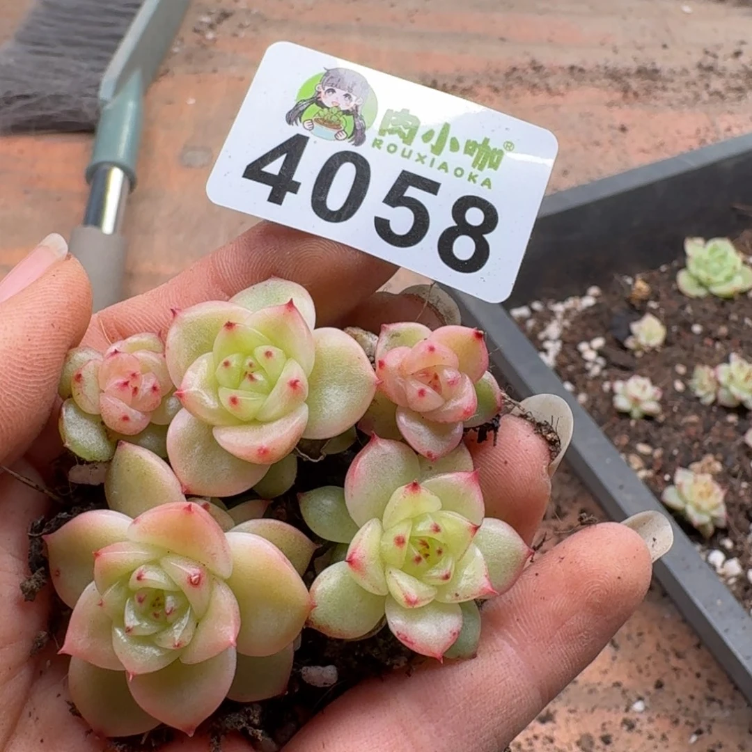 多肉植物多肉植物