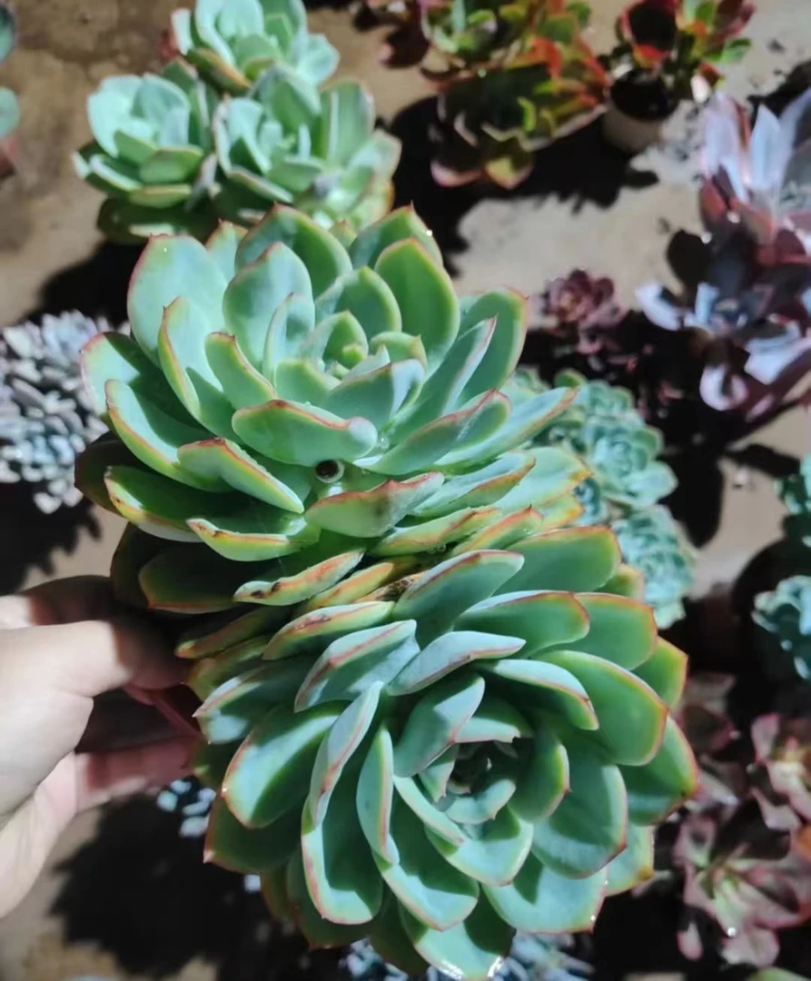 精品多肉   晨露