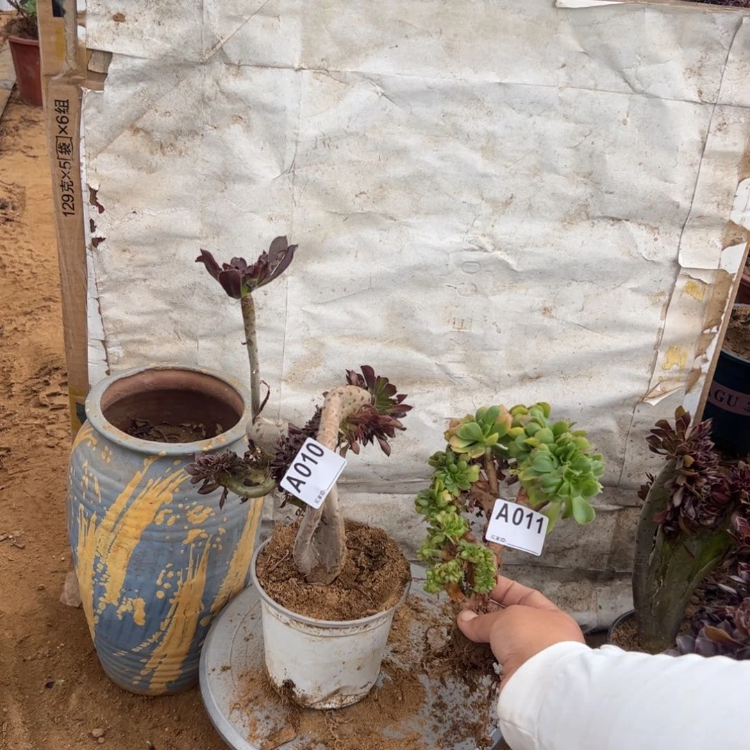 有伤两颗010.011黑缀，小叶