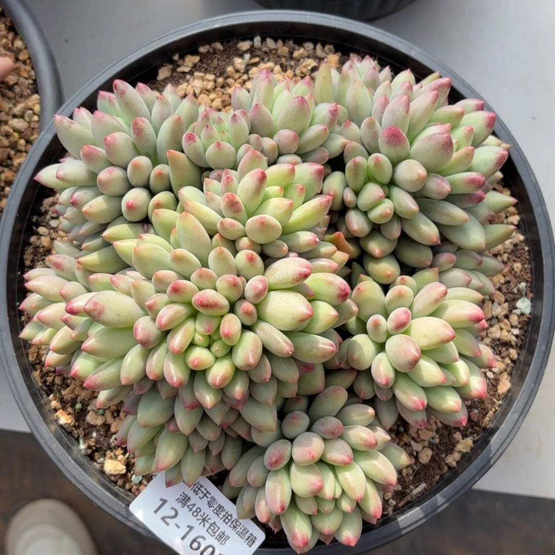 1603岩字美人多肉植物