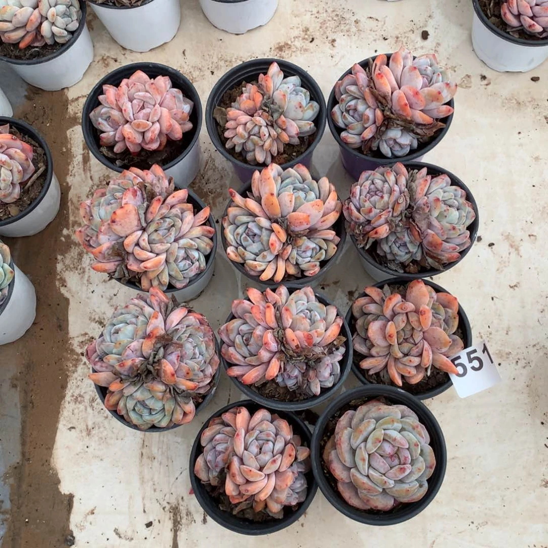 551橙子多肉植物组合