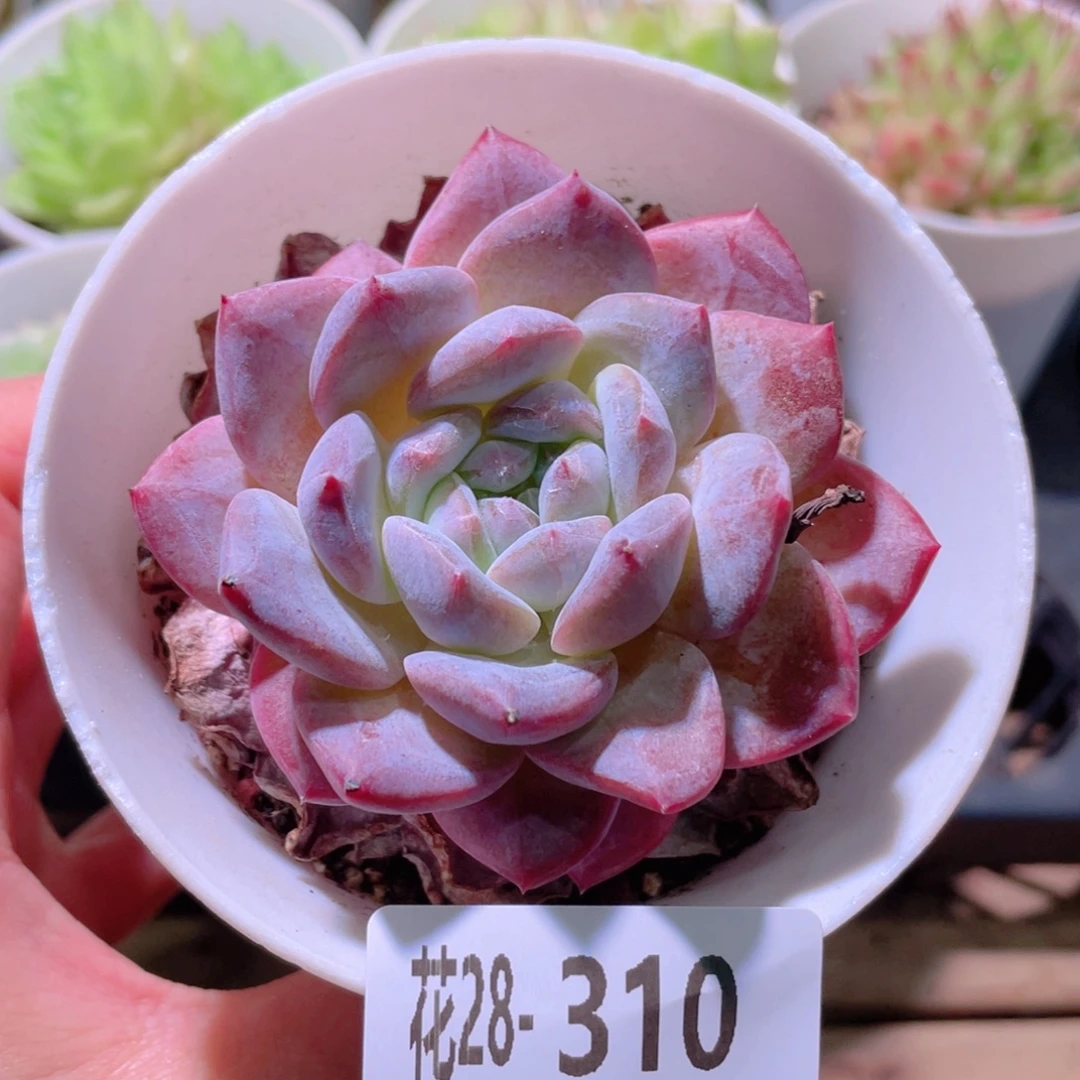 花利美28-310新品