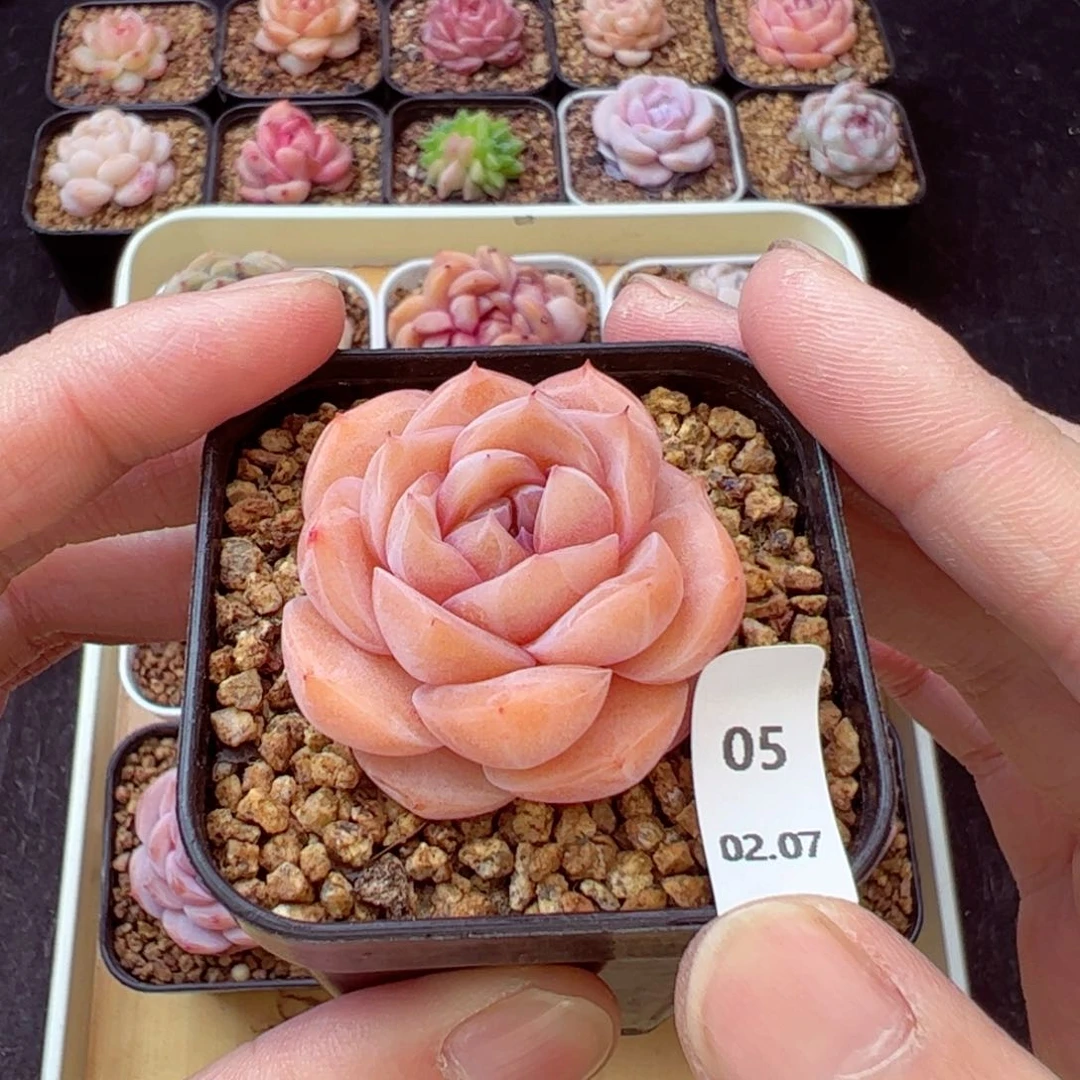 好看没名字05、哈哈