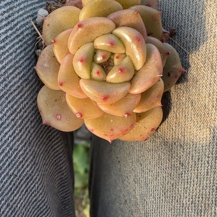 小卡拉米糖心一物一拍