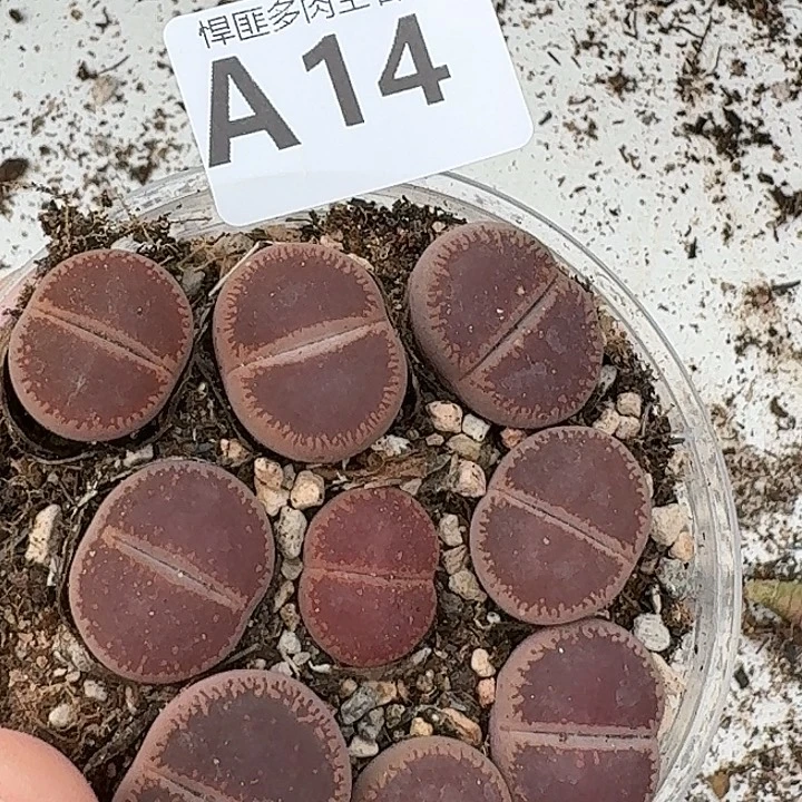 14多肉植物多肉植物