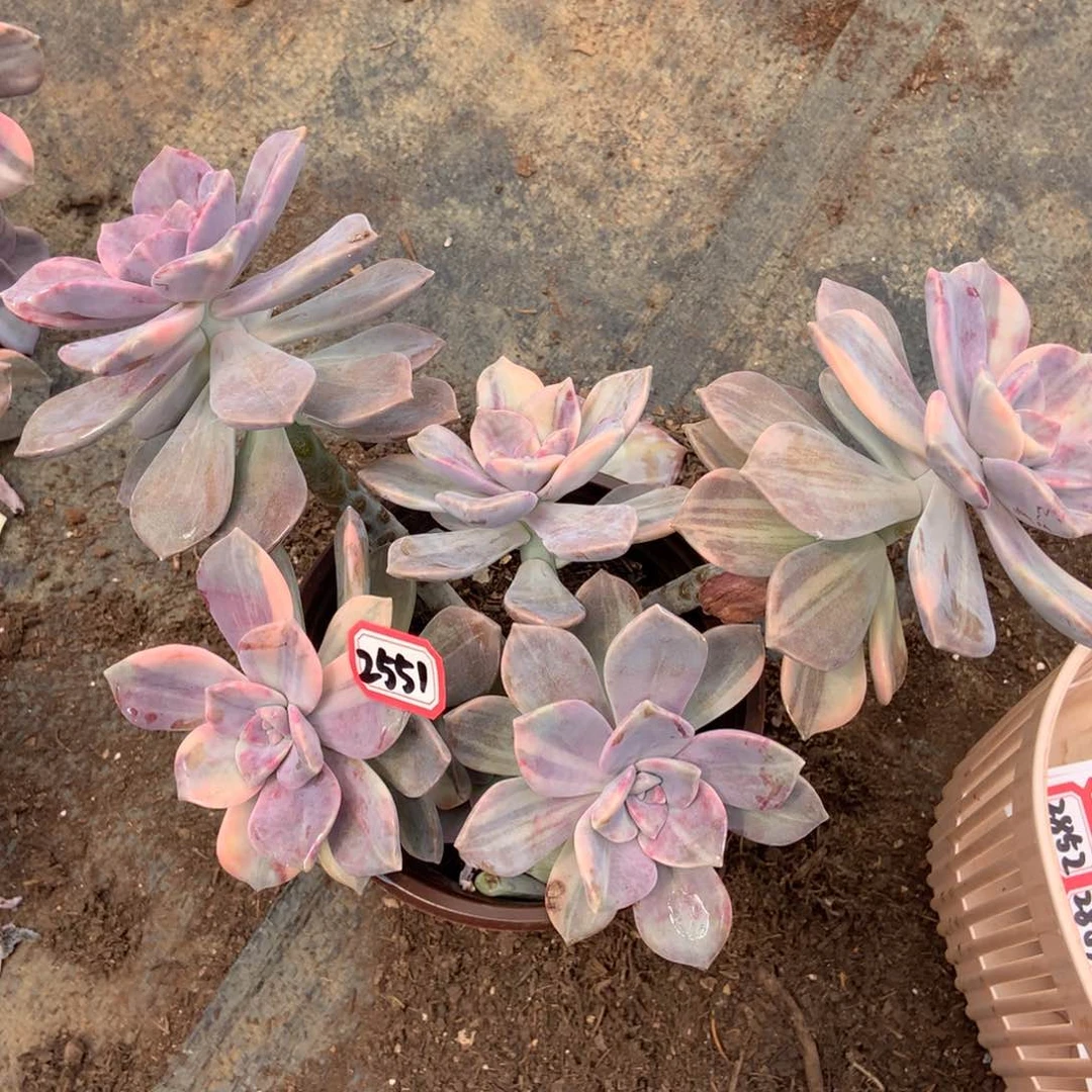 紫乐锦2551晓晓一物一拍