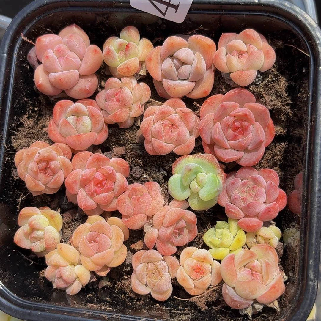 多肉植物多肉植物400