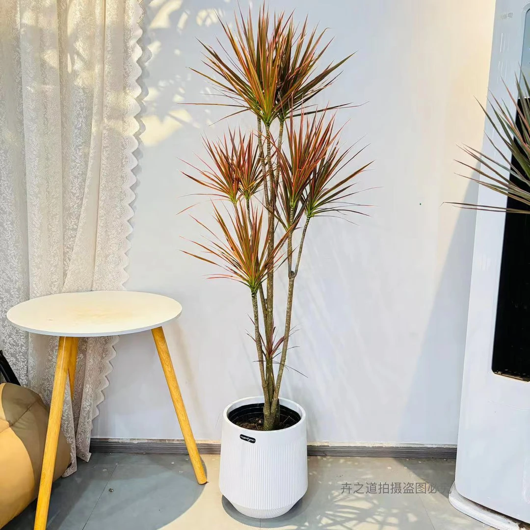 七彩千年木*客厅绿植大型植物盆栽室内七彩铁龙血树落地好养真树