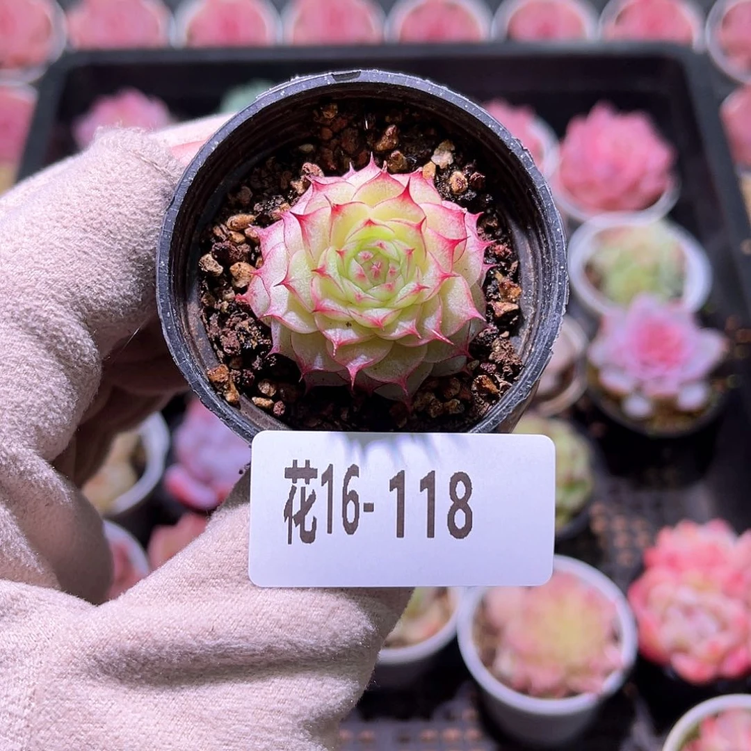 花利美16-118新品