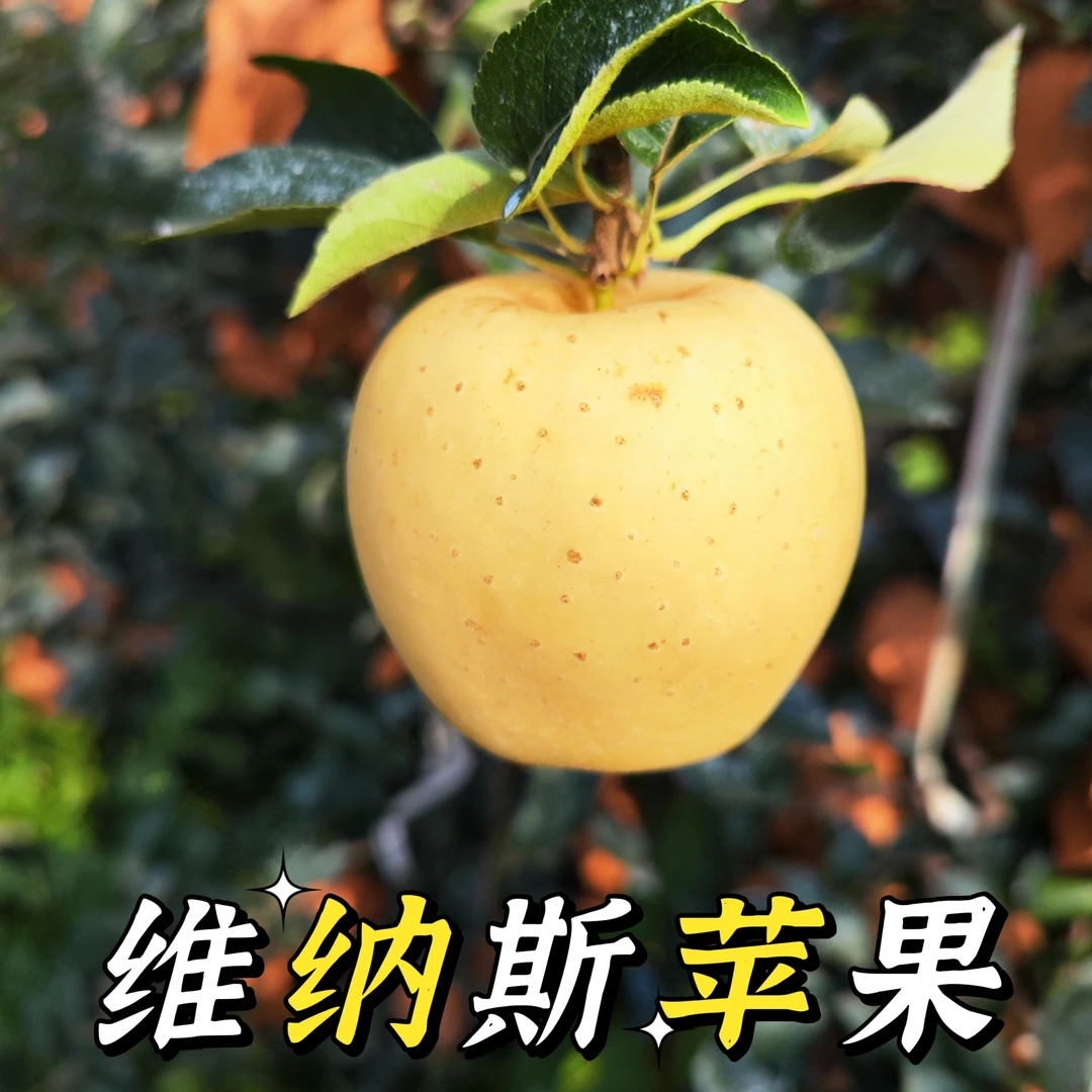 山东威海维纳斯苹果当季新鲜非奶油富士