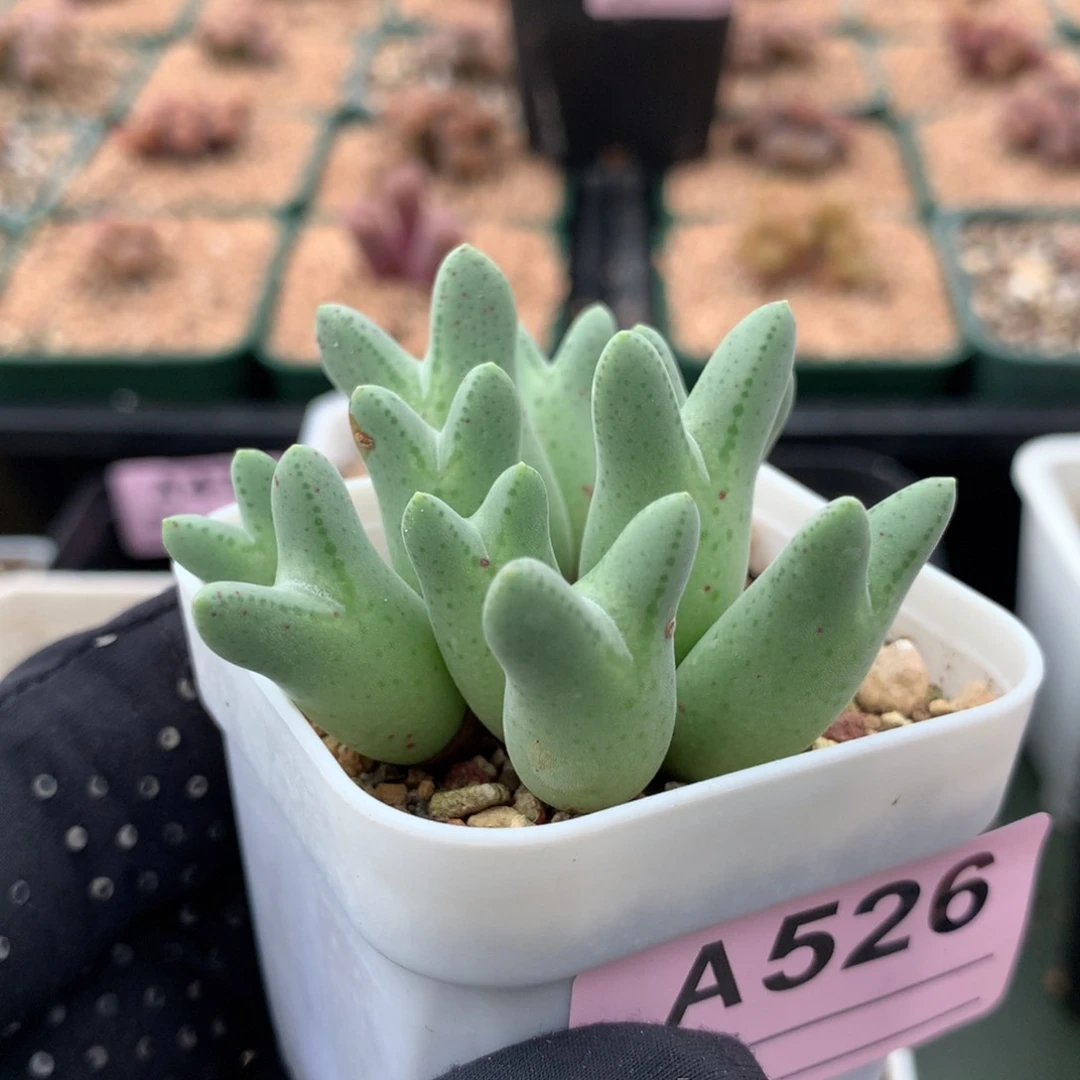 a526皮卡丘杂交猪蹄母本