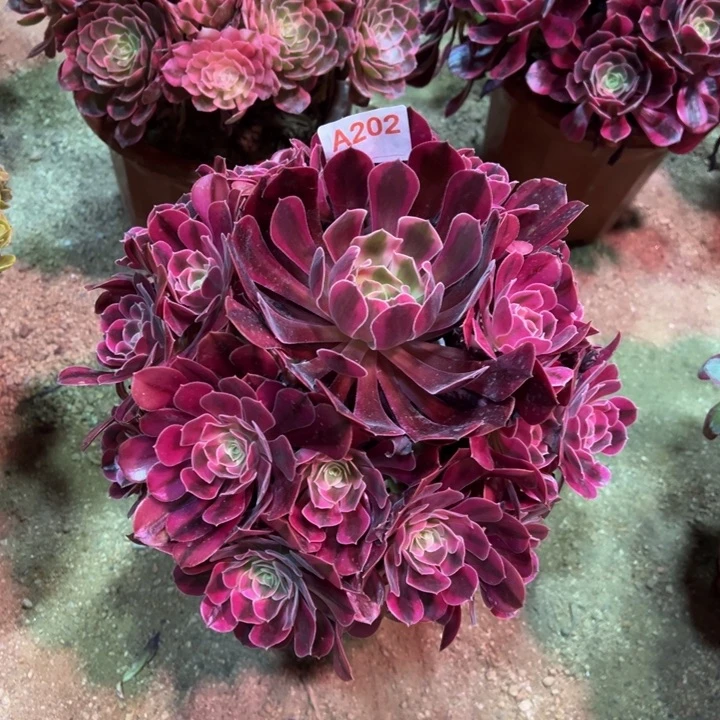 无花朵美杜莎202多肉植物