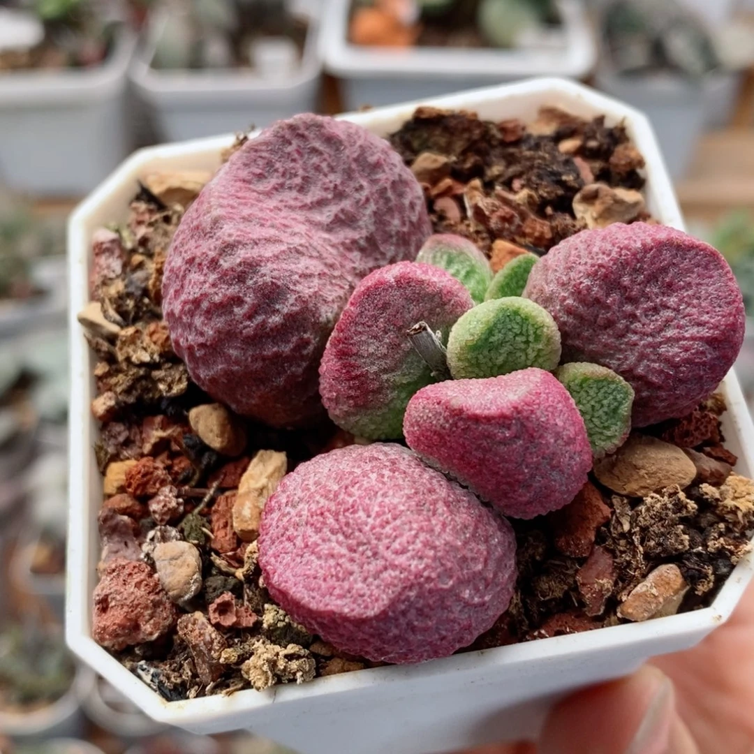 红烧肉水泡多肉植物