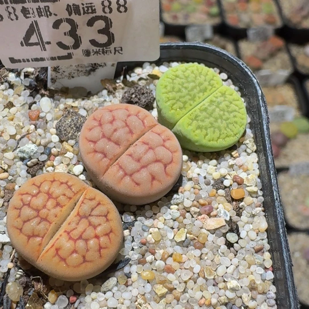Ssss精品生石花433