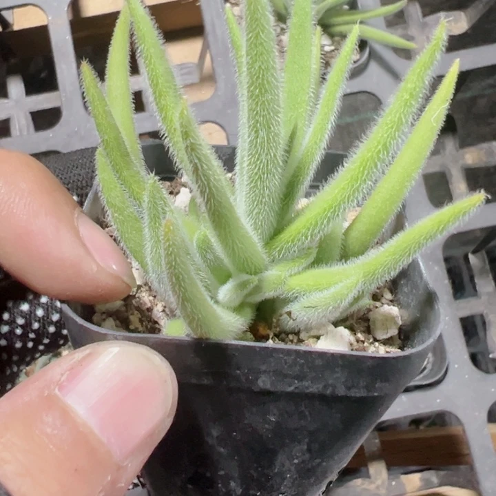 银狐之尾精品多肉植物