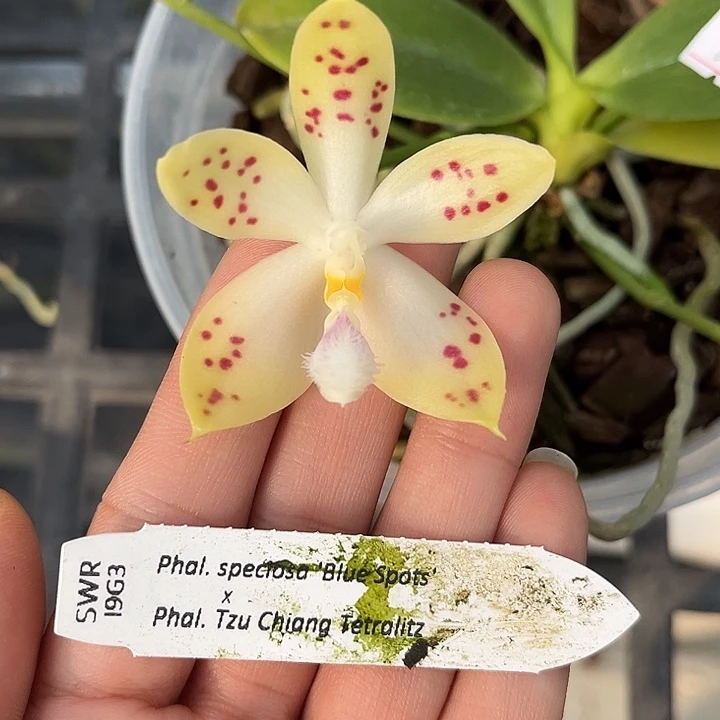 完全开放特价瑕疵苗任何原因不售后