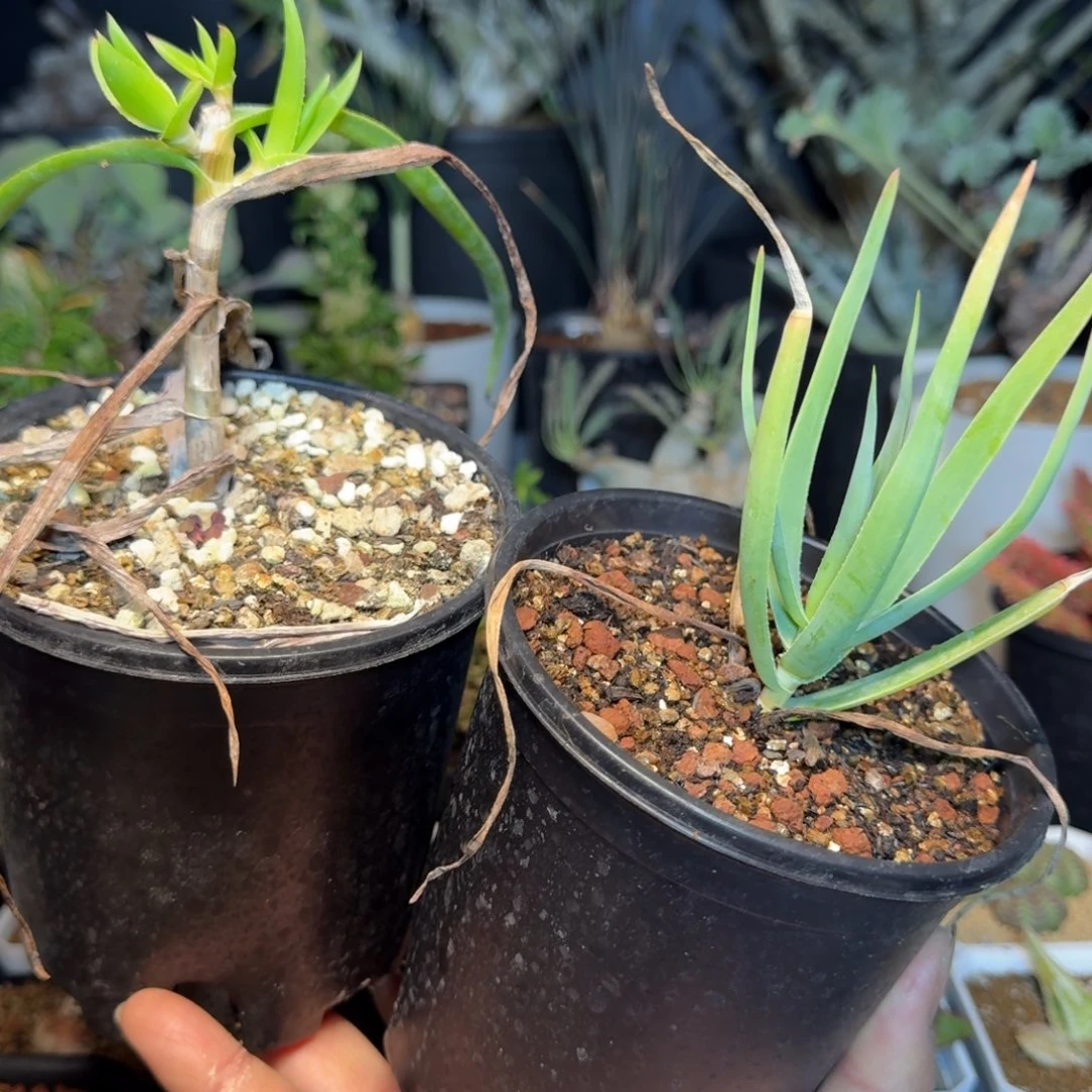 块根芦荟多肉植物