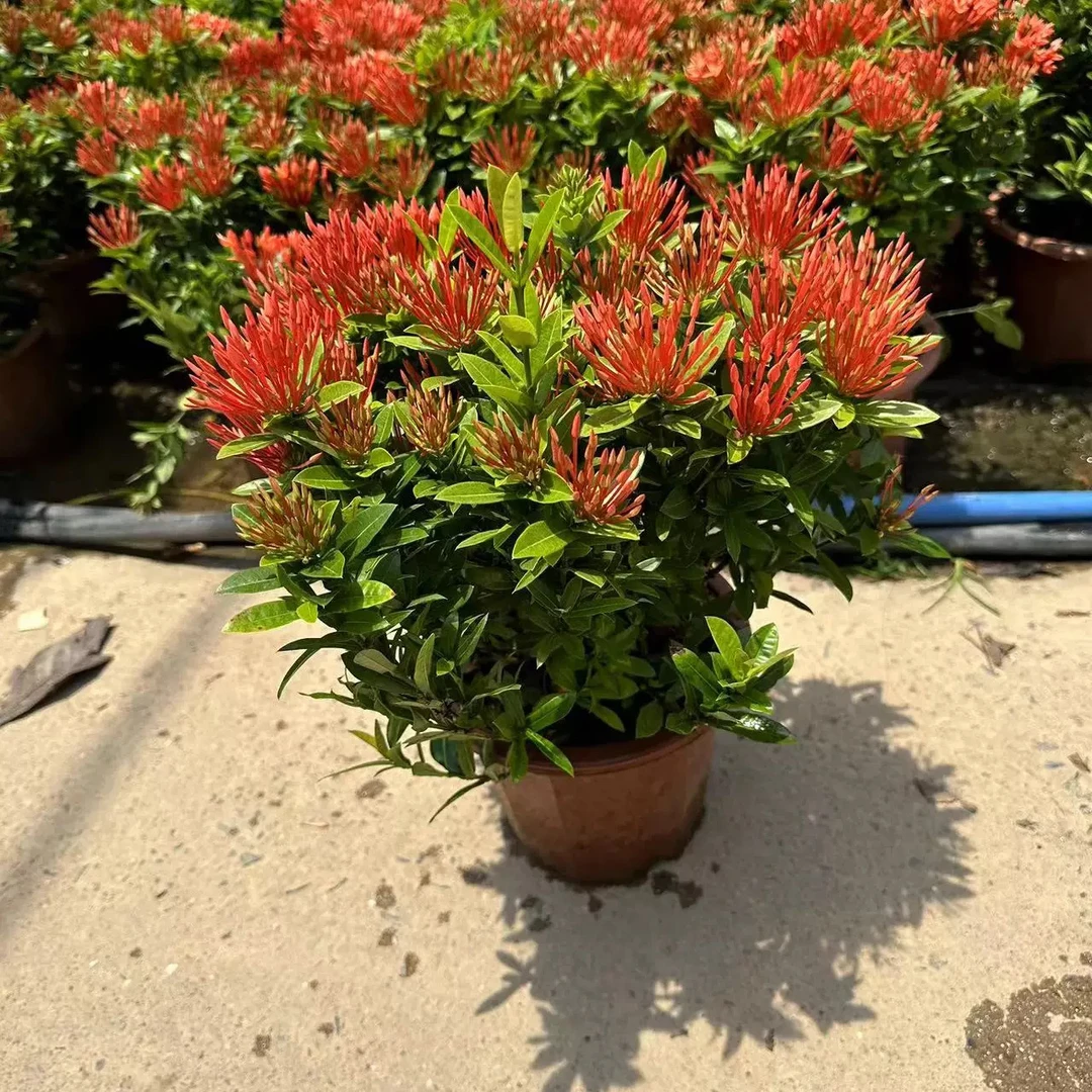 龙船花盆栽耐热室外庭院花园阳台花期长植物绣球花卉绿植苗好养