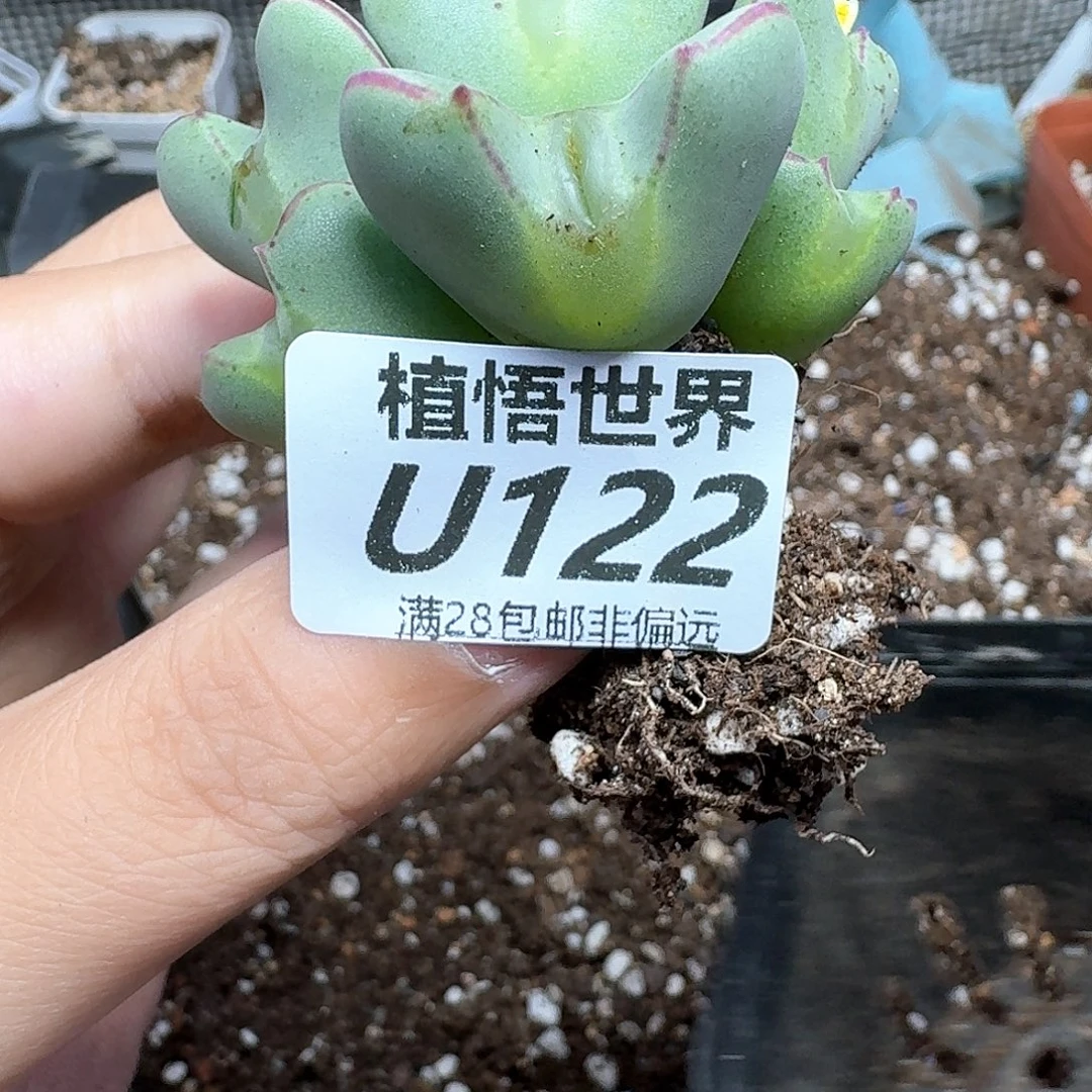 多肉植物的润泽fgh