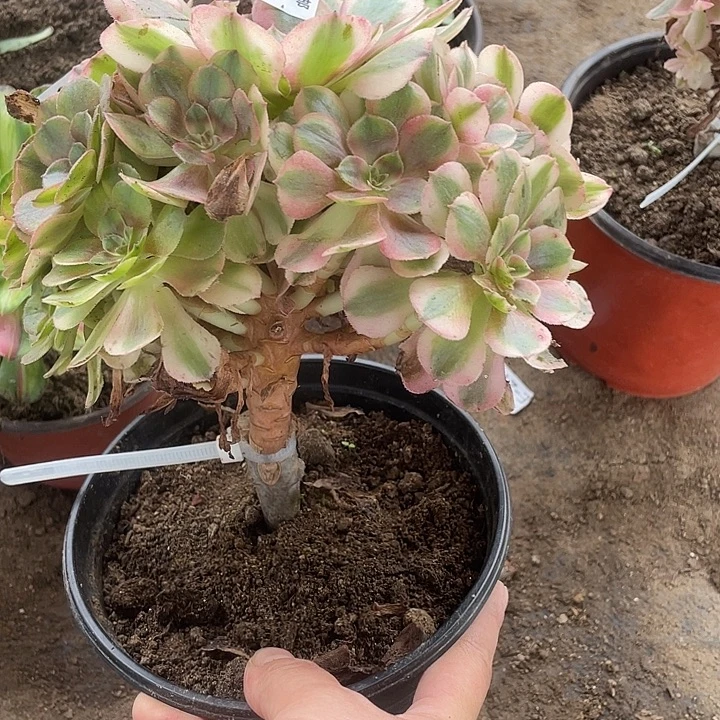 快***生586嫁接荔枝有断枝有断叶片多肉植物福利