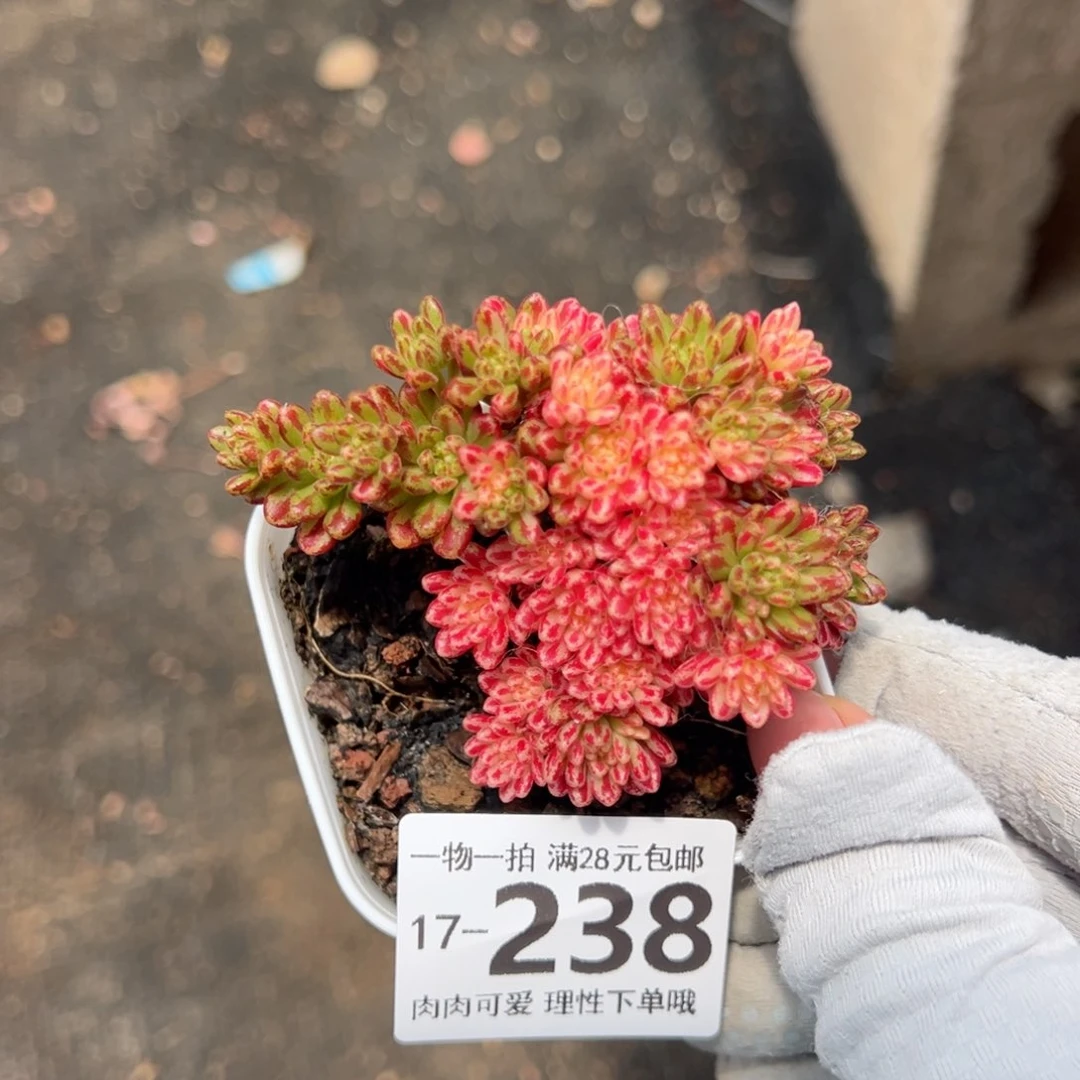 小人祭锦多肉多肉，