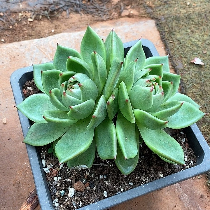 D454- 有伤福利 蓝龙