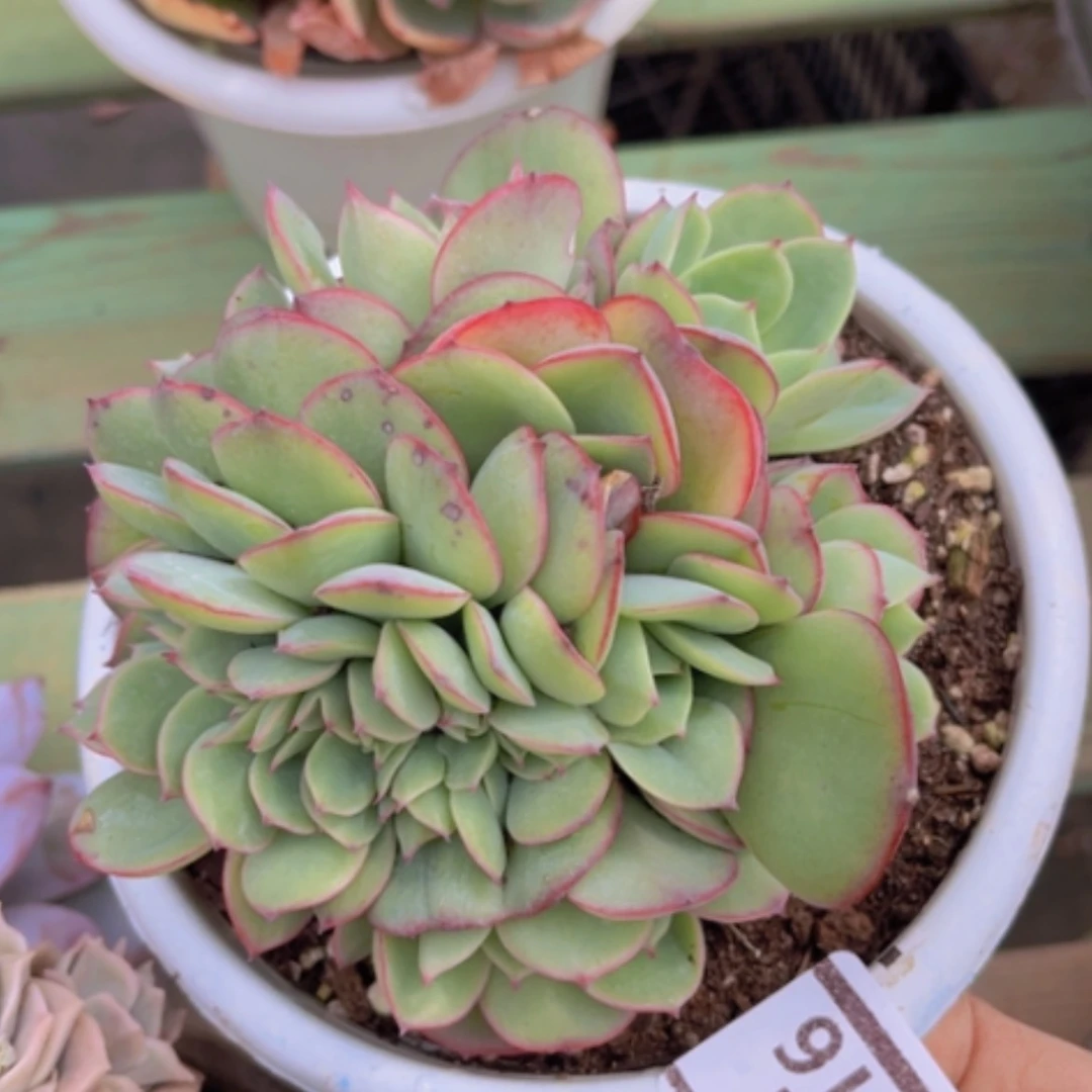 【闪购商品】牡丹亭缀14116