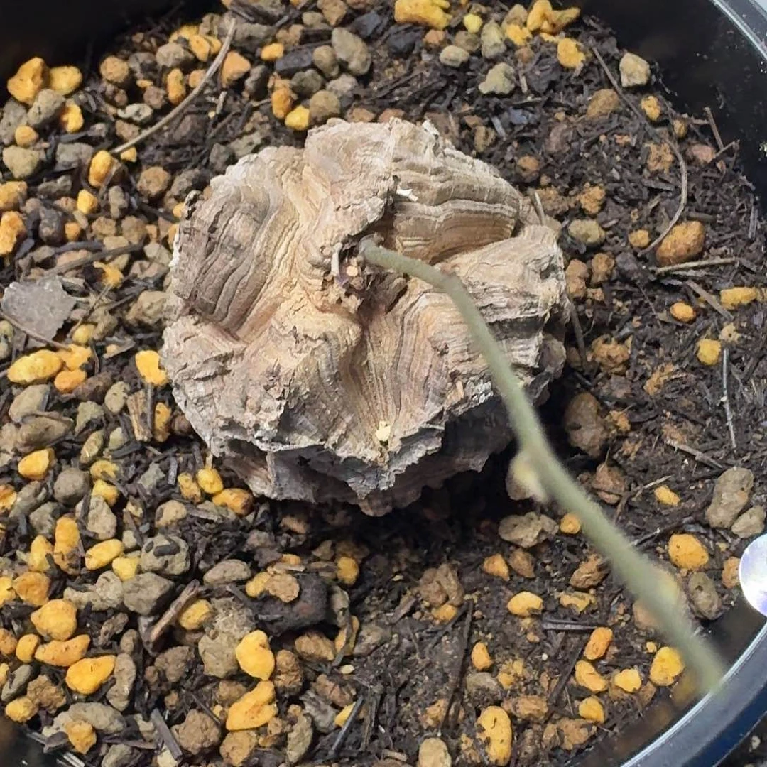 弎***川91龟甲龙呵呵呵呵